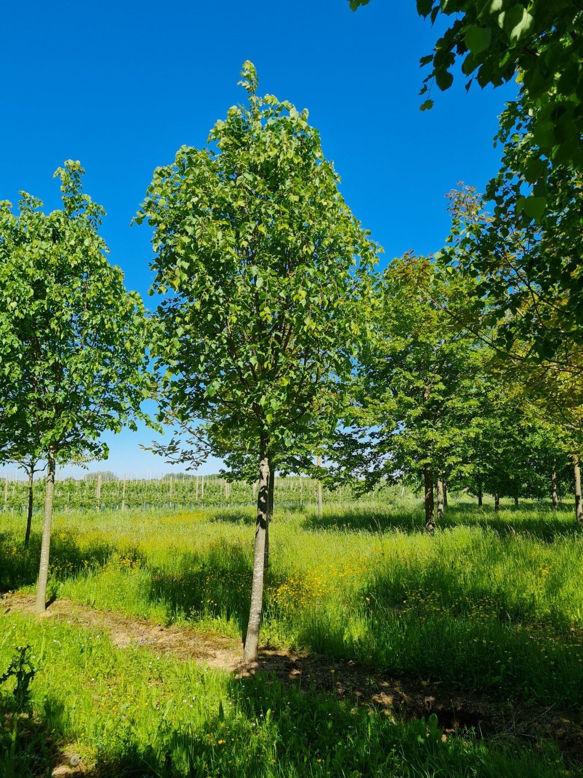 Jonge Winterlinde | Hoogstam