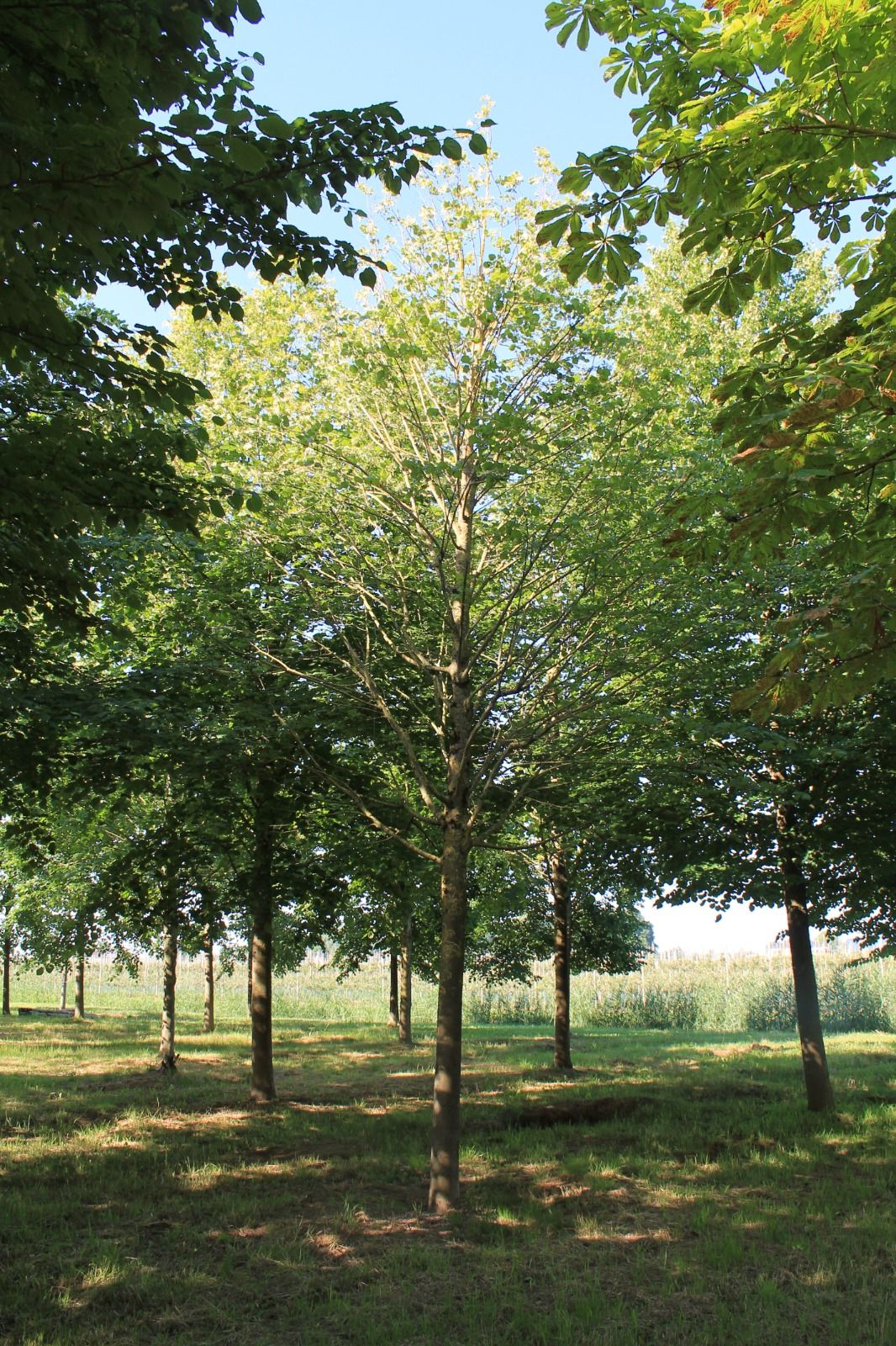 Jonge Winterlinde | Hoogstam