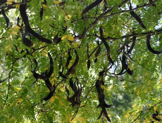 Volwassen Witte acacia | Meerstammig