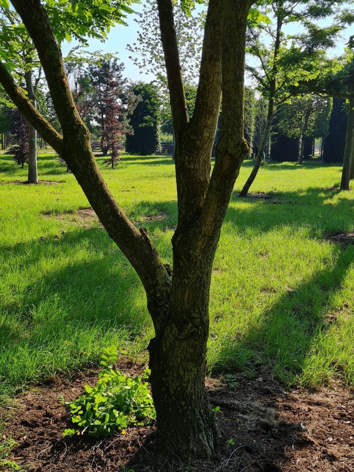 Volwassen Witte acacia | Meerstammig
