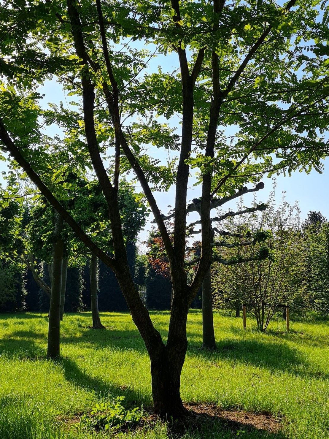 Volwassen Witte acacia | Meerstammig