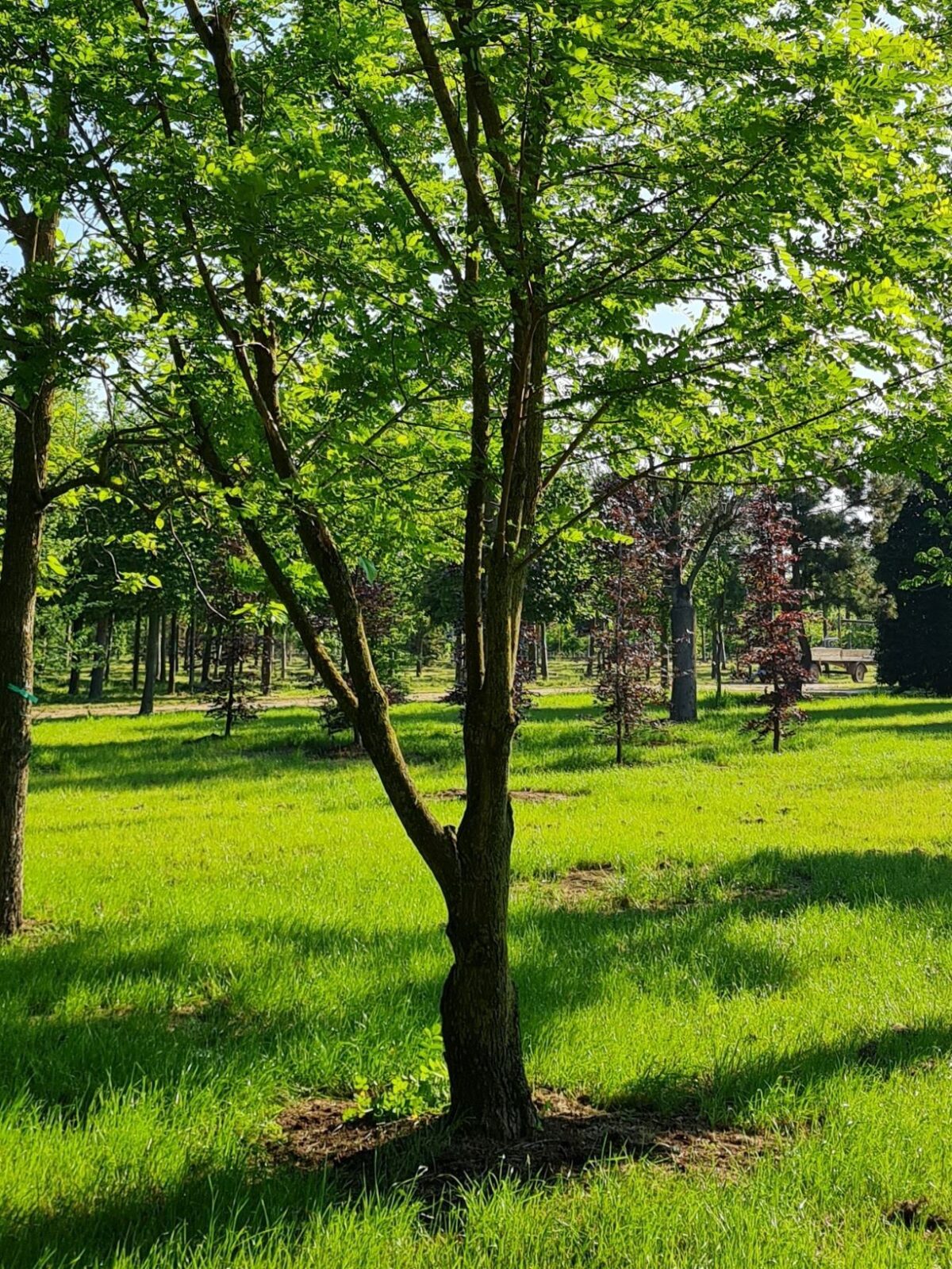 Volwassen Witte acacia | Meerstammig