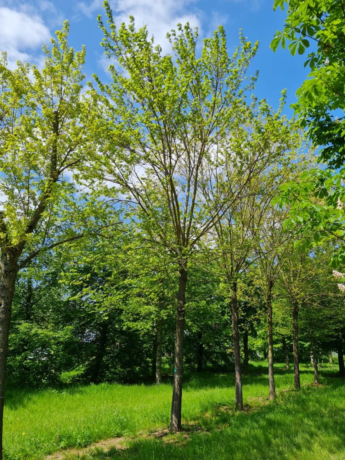 Volwassen Moerbei | Knotvorm