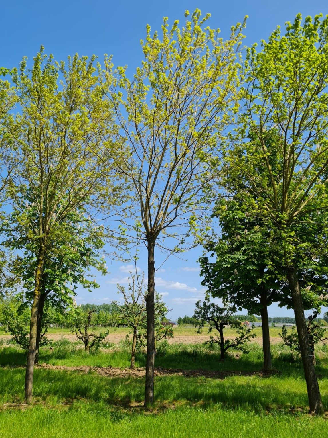 Volwassen Moerbei | Knotvorm