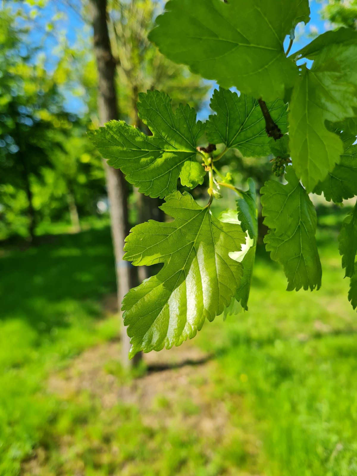 Volwassen Moerbei | Knotvorm