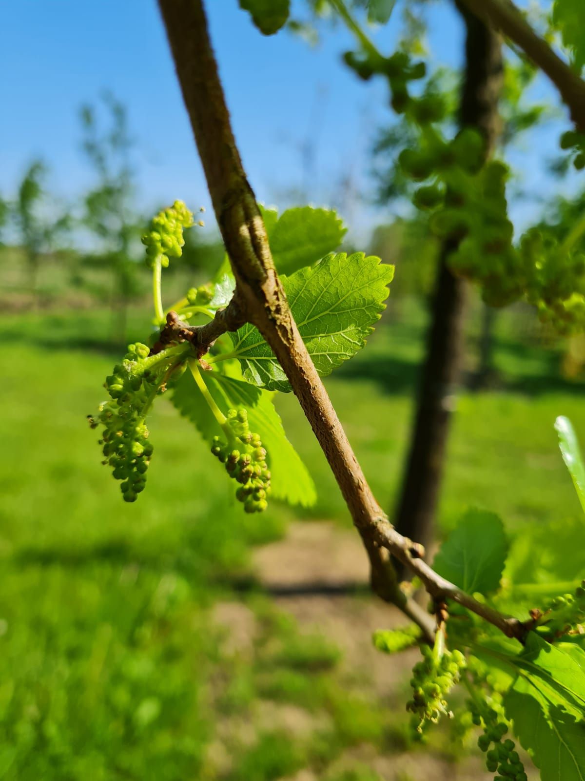 Volwassen Moerbei | Knotvorm