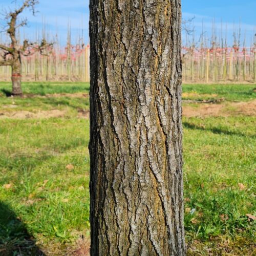 Volwassen Moerbei | Knotvorm