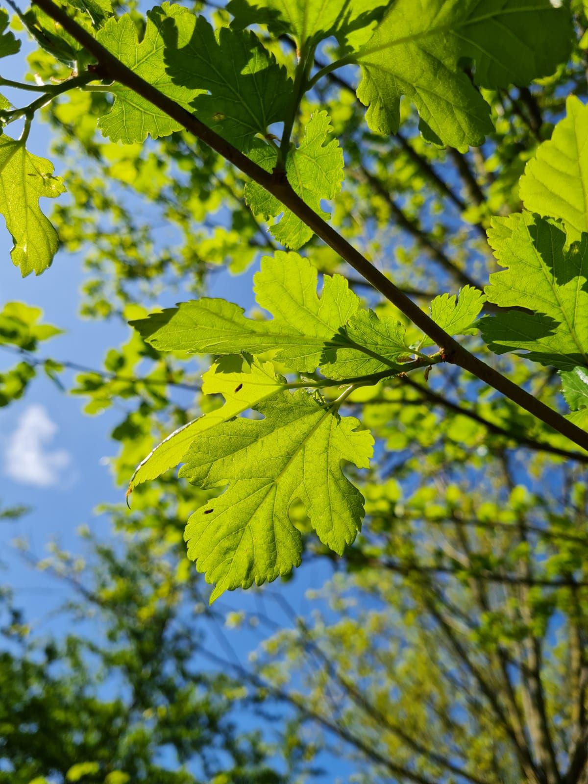Volwassen Moerbei | Knotvorm