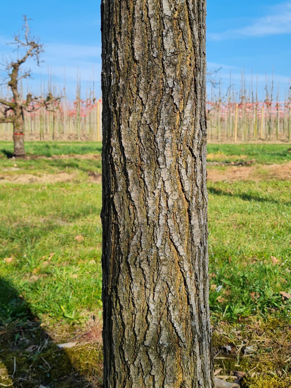 Volwassen Moerbei | Knotvorm