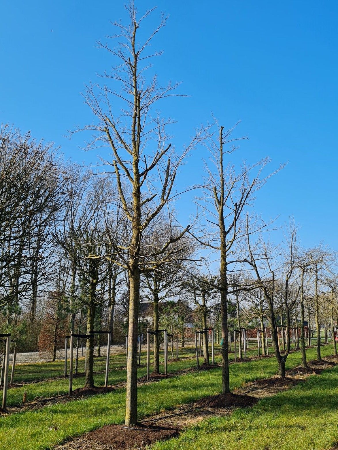 Volwassen Witte moerbei | Hoogstam