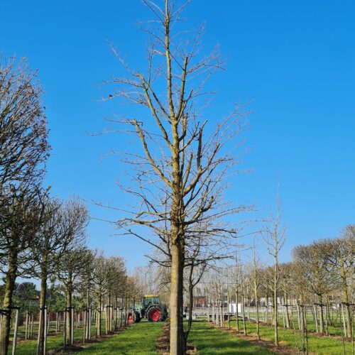 Volwassen Witte moerbei | Hoogstam