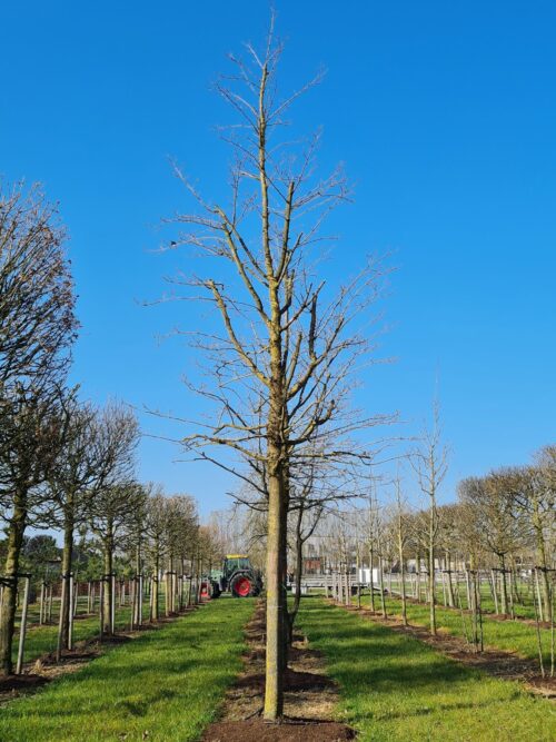 Volwassen Witte moerbei | Hoogstam