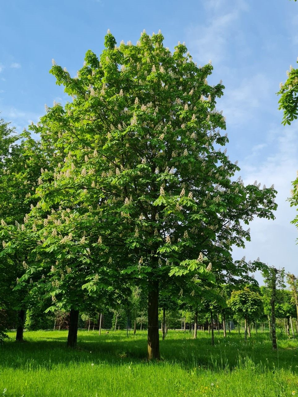 witte-paardenkastanje Witte paardenkastanje | Hoogstam | Volgroeide boom