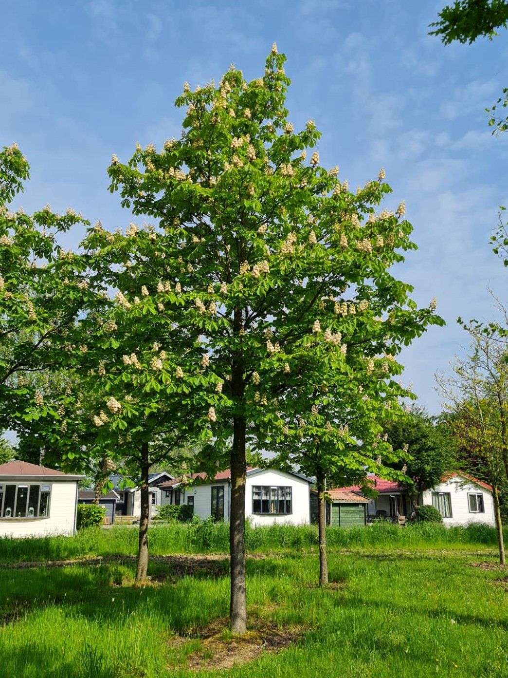 Volwassen Witte paardenkastanje | Hoogstam