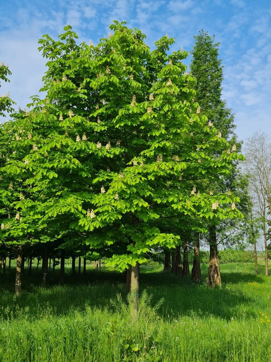 Volwassen Witte paardenkastanje | Hoogstam