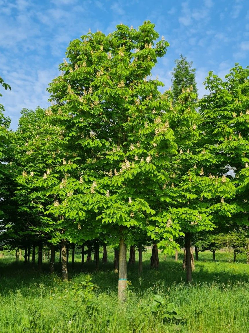 Volwassen Witte paardenkastanje | Hoogstam