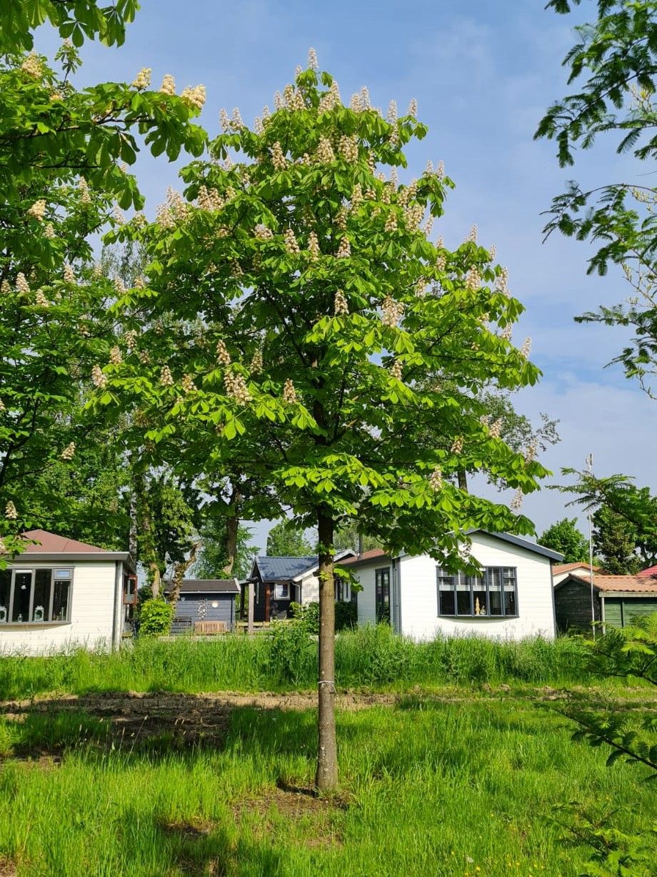 Jonge Witte paardenkastanje | Hoogstam