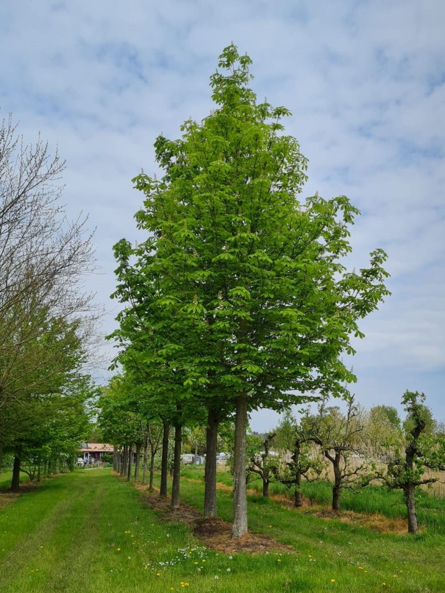 Volwassen Witte paardenkastanje | Hoogstam