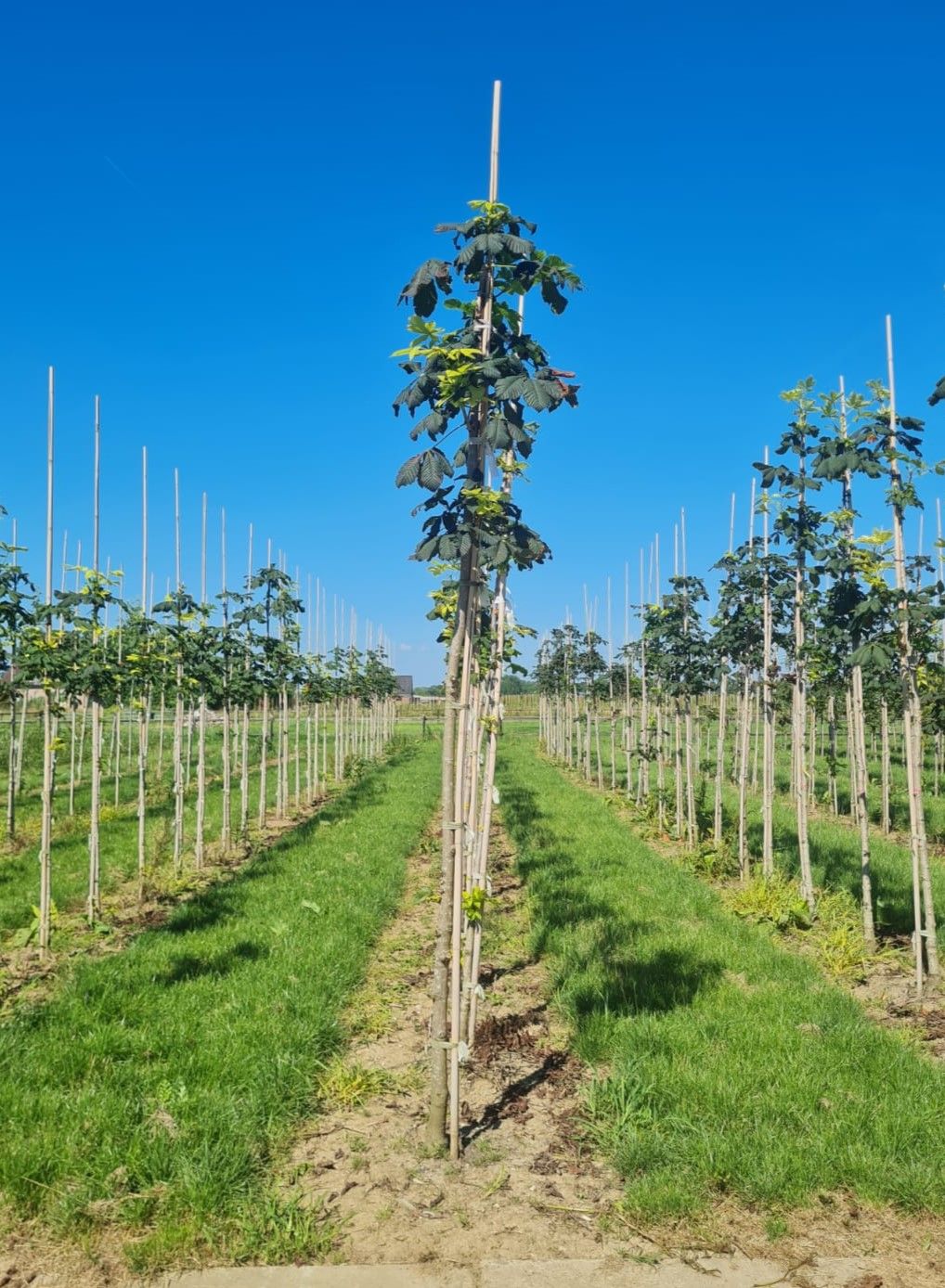 Jonge Witte paardenkastanje | Hoogstam