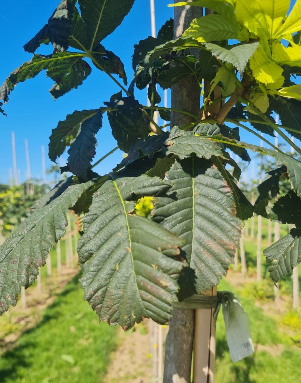 Jonge Witte paardenkastanje | Hoogstam