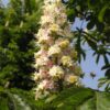 witte-paardenkastanje Witte paardenkastanje | Hoogstam | Volgroeide boom