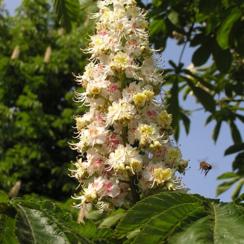 Witte paardenkastanje | Hoogstam | Volgroeide boom