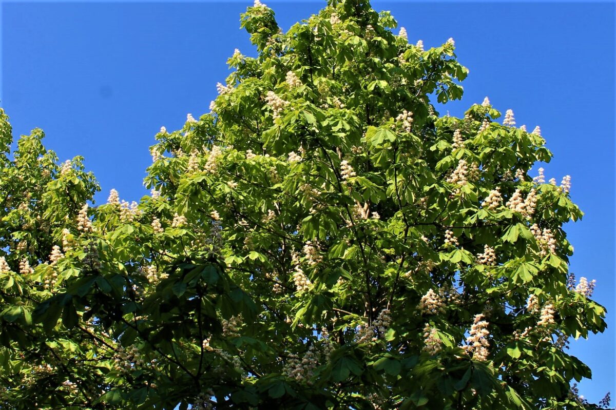 witte-paardenkastanje Witte paardenkastanje | Hoogstam | Volgroeide boom