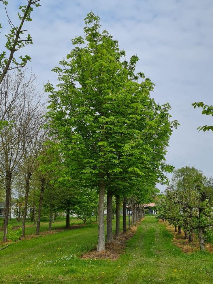 witte-paardenkastanje Witte paardenkastanje | Hoogstam | Volgroeide boom