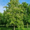 witte-paardenkastanje Witte paardenkastanje | Hoogstam | Volgroeide boom