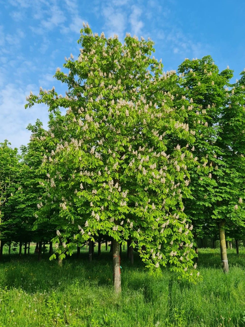 witte-paardenkastanje Witte paardenkastanje | Hoogstam | Volgroeide boom
