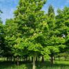 witte-paardenkastanje Witte paardenkastanje | Hoogstam | Volgroeide boom