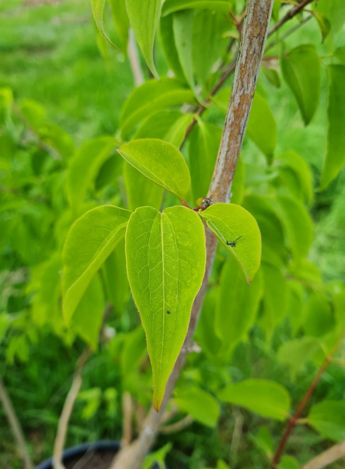 Zevenzonenboom | Meerstammig