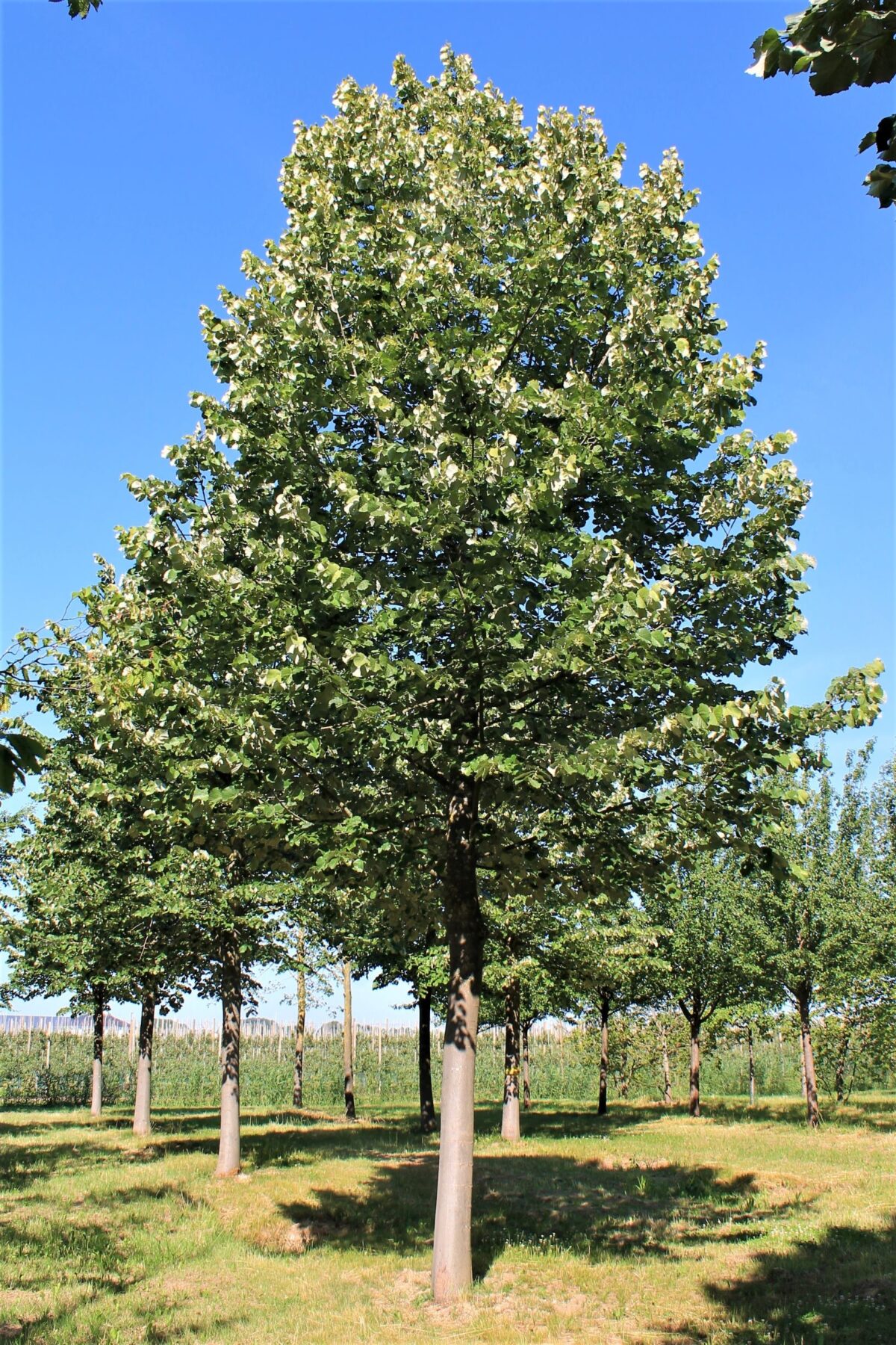 Zilverlinde 'Brabant'