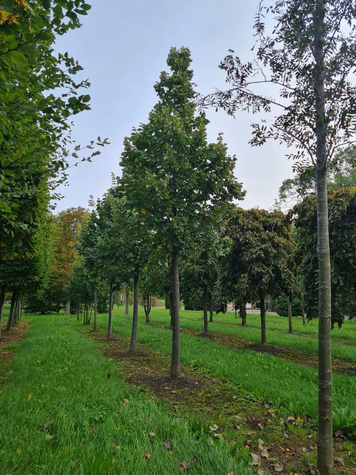 Jonge Zilverlinde 'Brabant' | Hoogstam