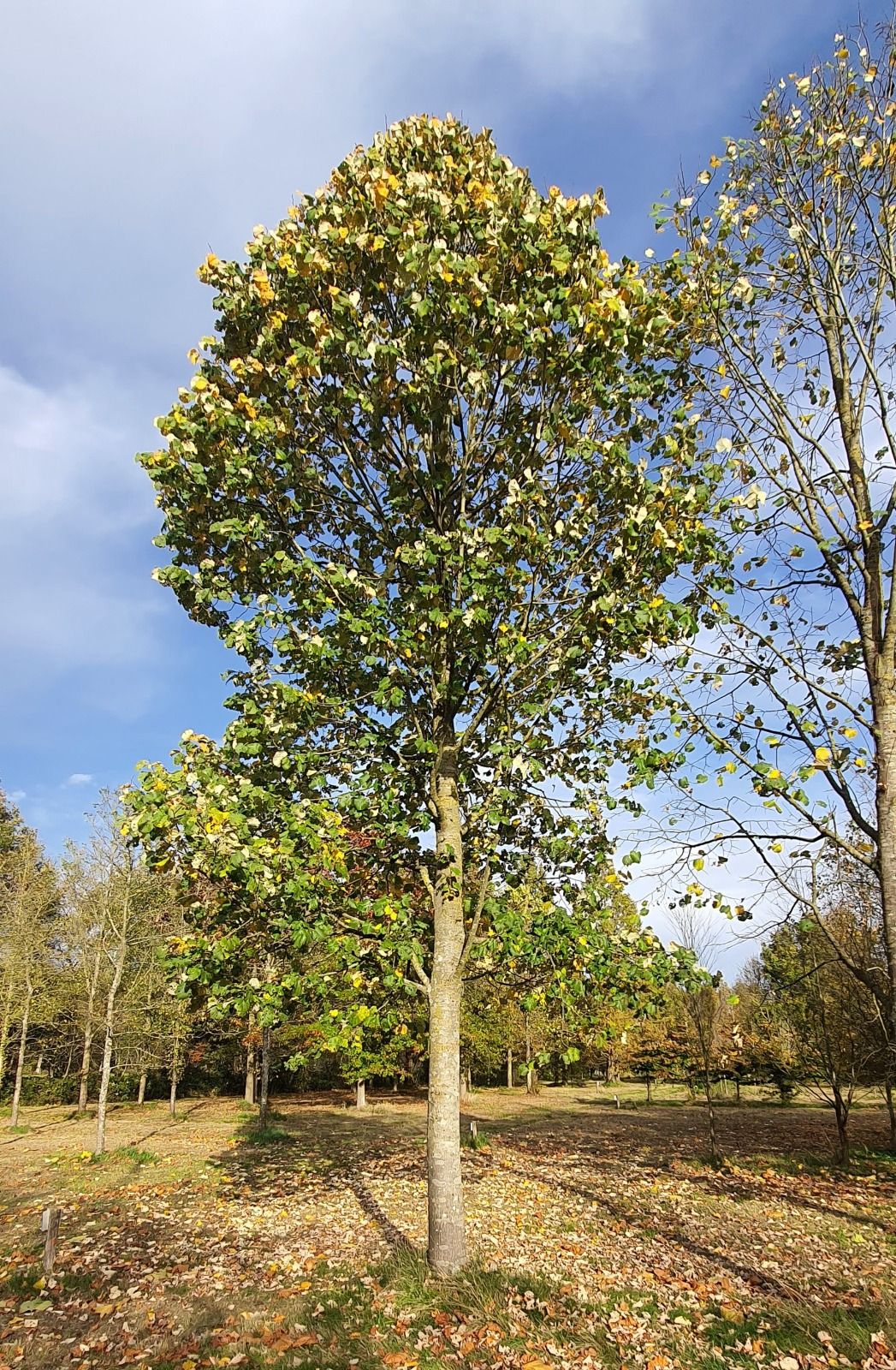 Jonge Zilverlinde 'Brabant' | Hoogstam