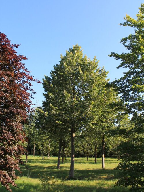 zilverlinde-brabant-hoogstam Noorse Esdoorn 'Eurostar' | Hoogstam