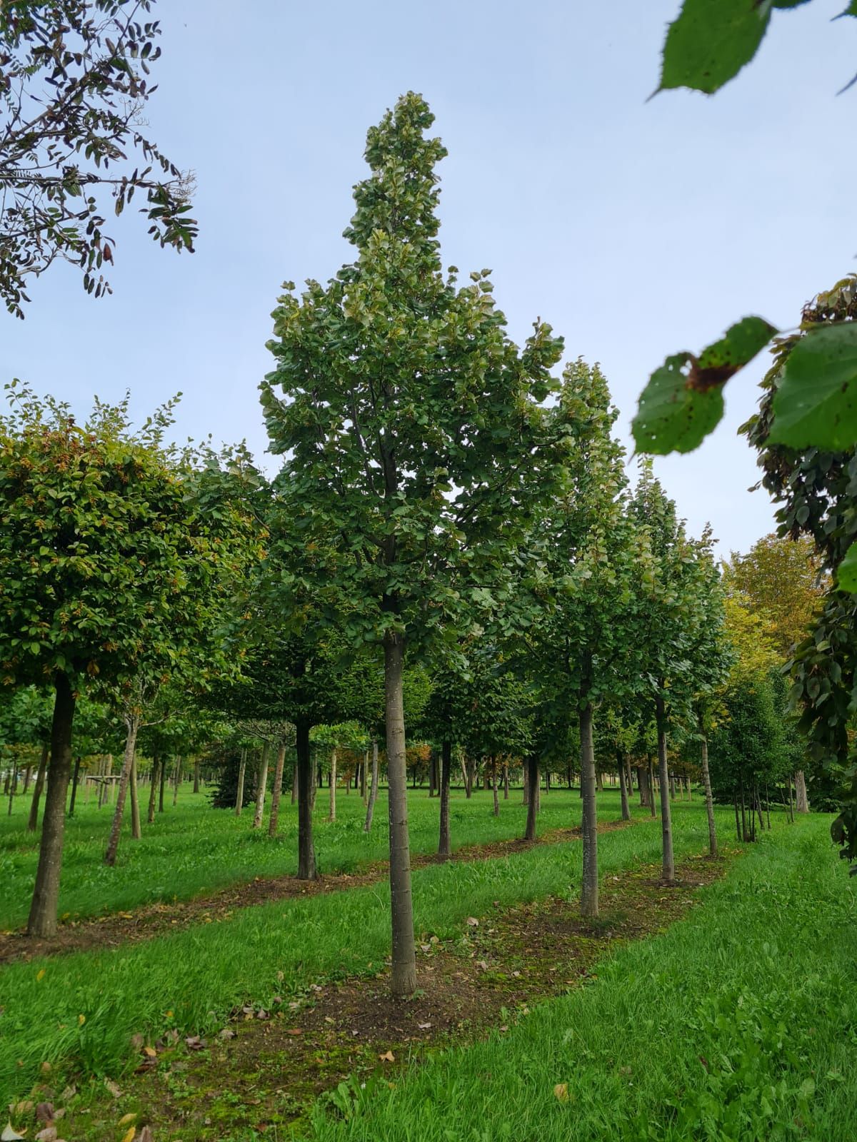 zilverlinde-brabant-hoogstam Volwassen Zilverlinde 'Brabant' | Hoogstam