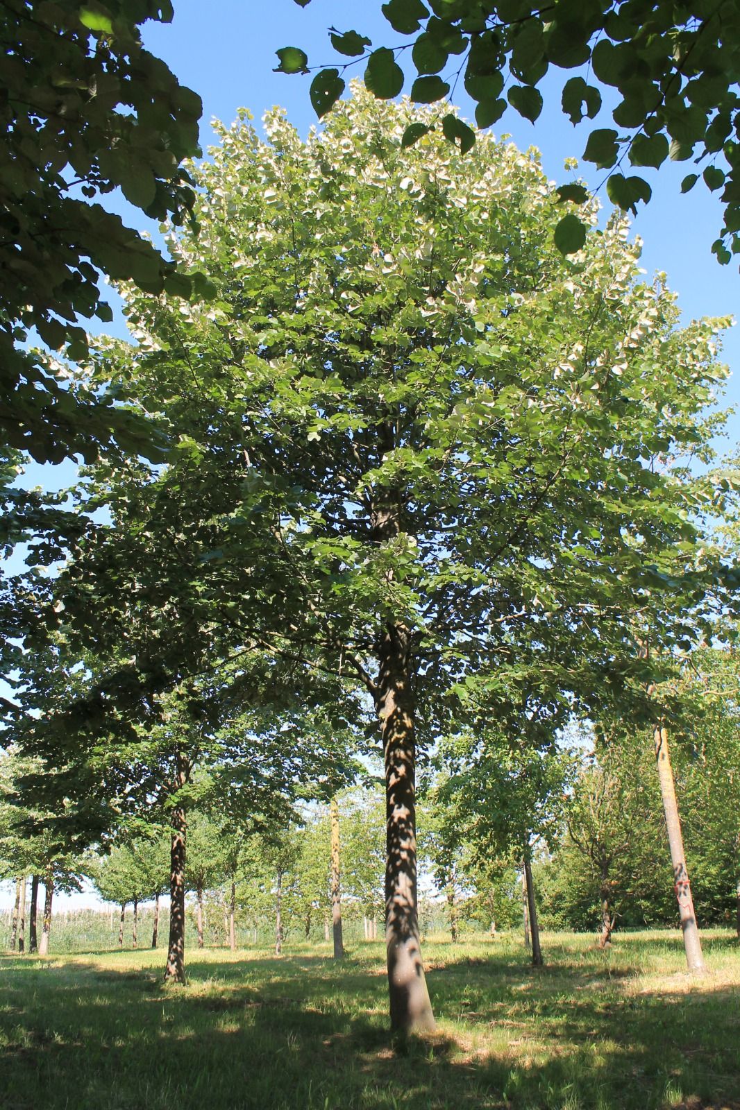 Jonge Zilverlinde 'Brabant' | Hoogstam