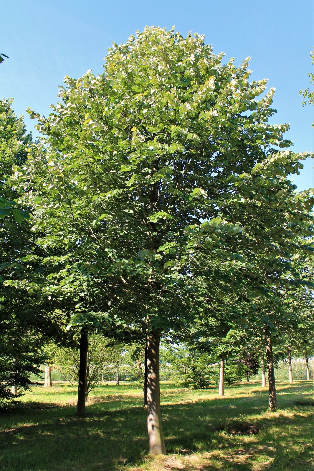 Jonge Zilverlinde 'Brabant' | Hoogstam
