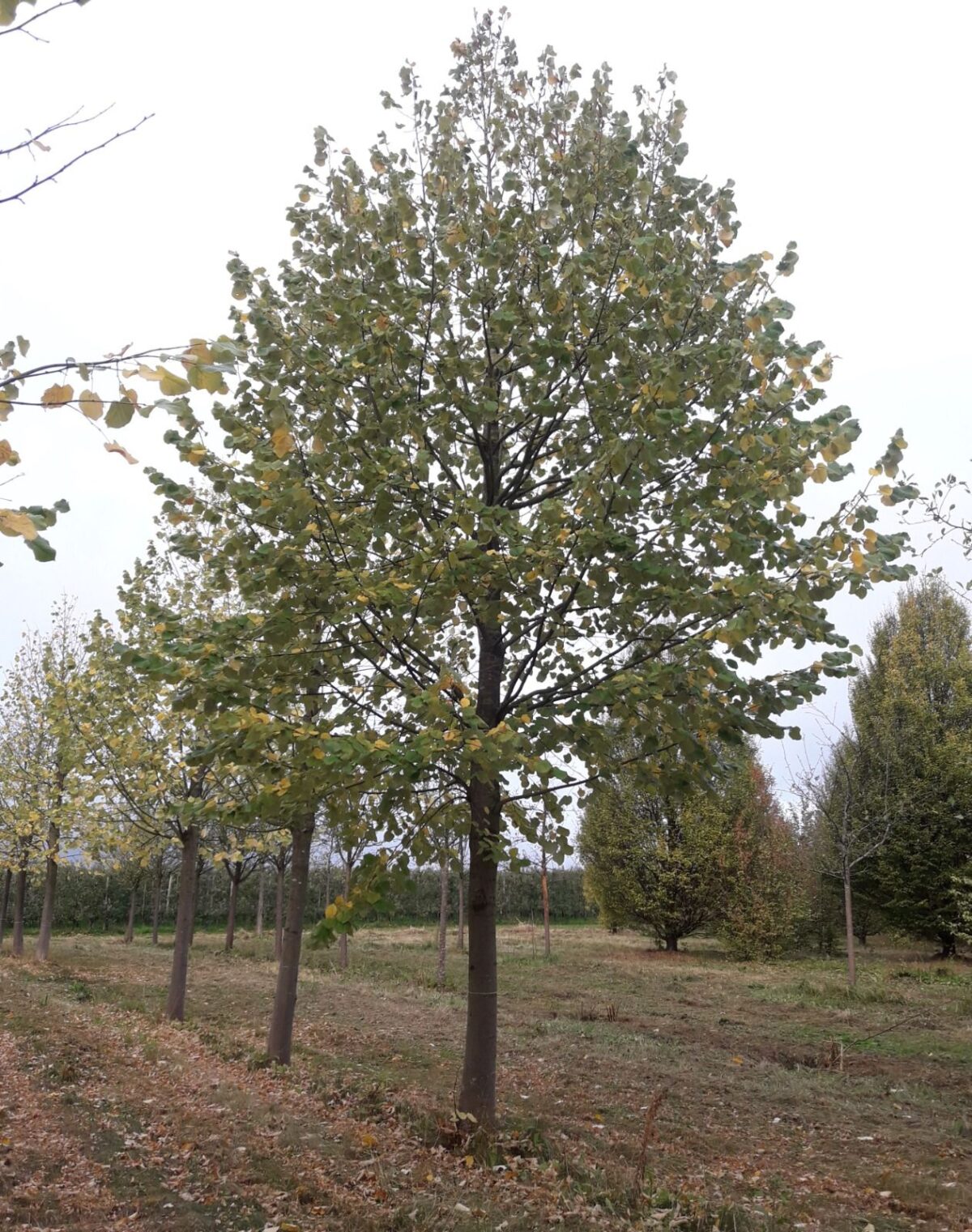 zilverlinde-brabant-hoogstam Volwassen Zilverlinde 'Brabant' | Hoogstam