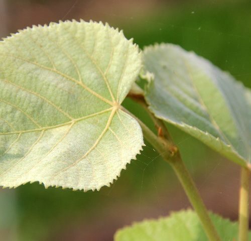Volwassen Zilverlinde 'Brabant' | Hoogstam