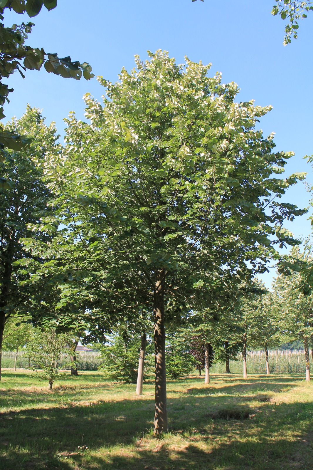 zilverlinde-brabant-hoogstam Volwassen Zilverlinde 'Brabant' | Hoogstam