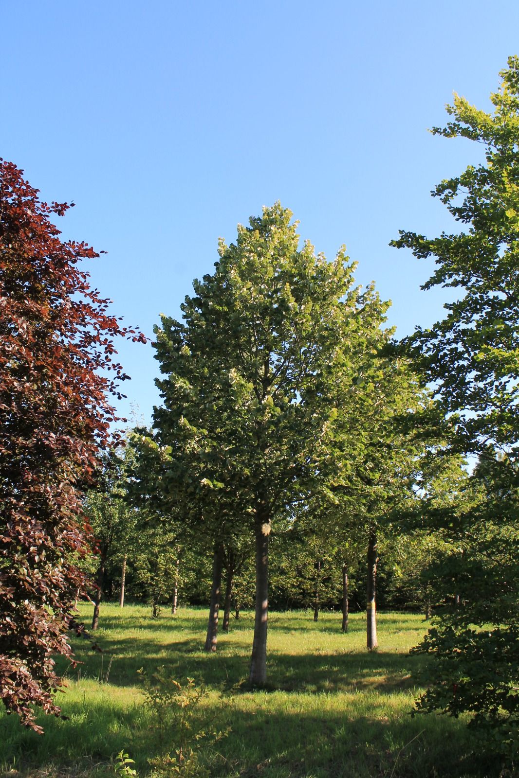 zilverlinde-brabant-hoogstam Volwassen Zilverlinde 'Brabant' | Hoogstam