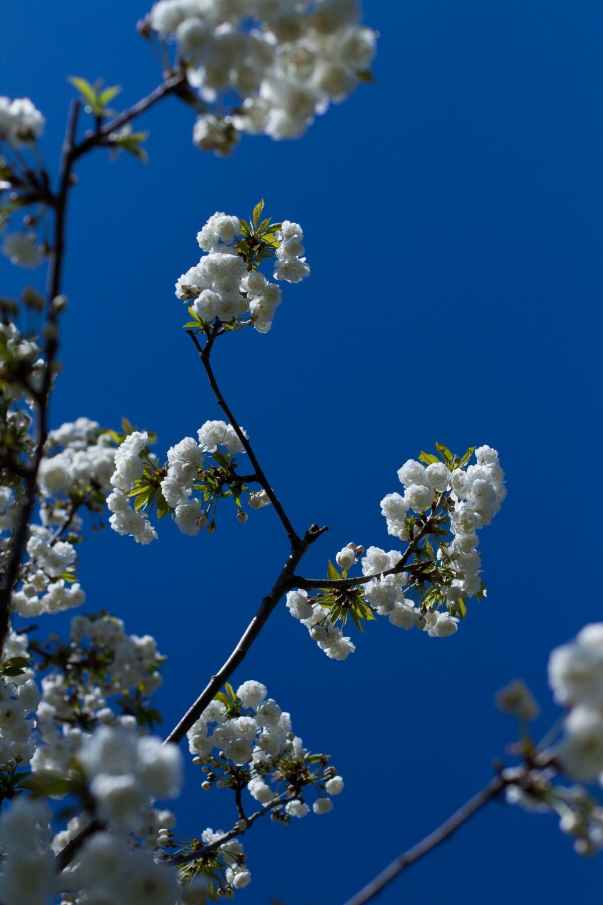 Volwassen Sierkers 'Plena' | Hoogstam