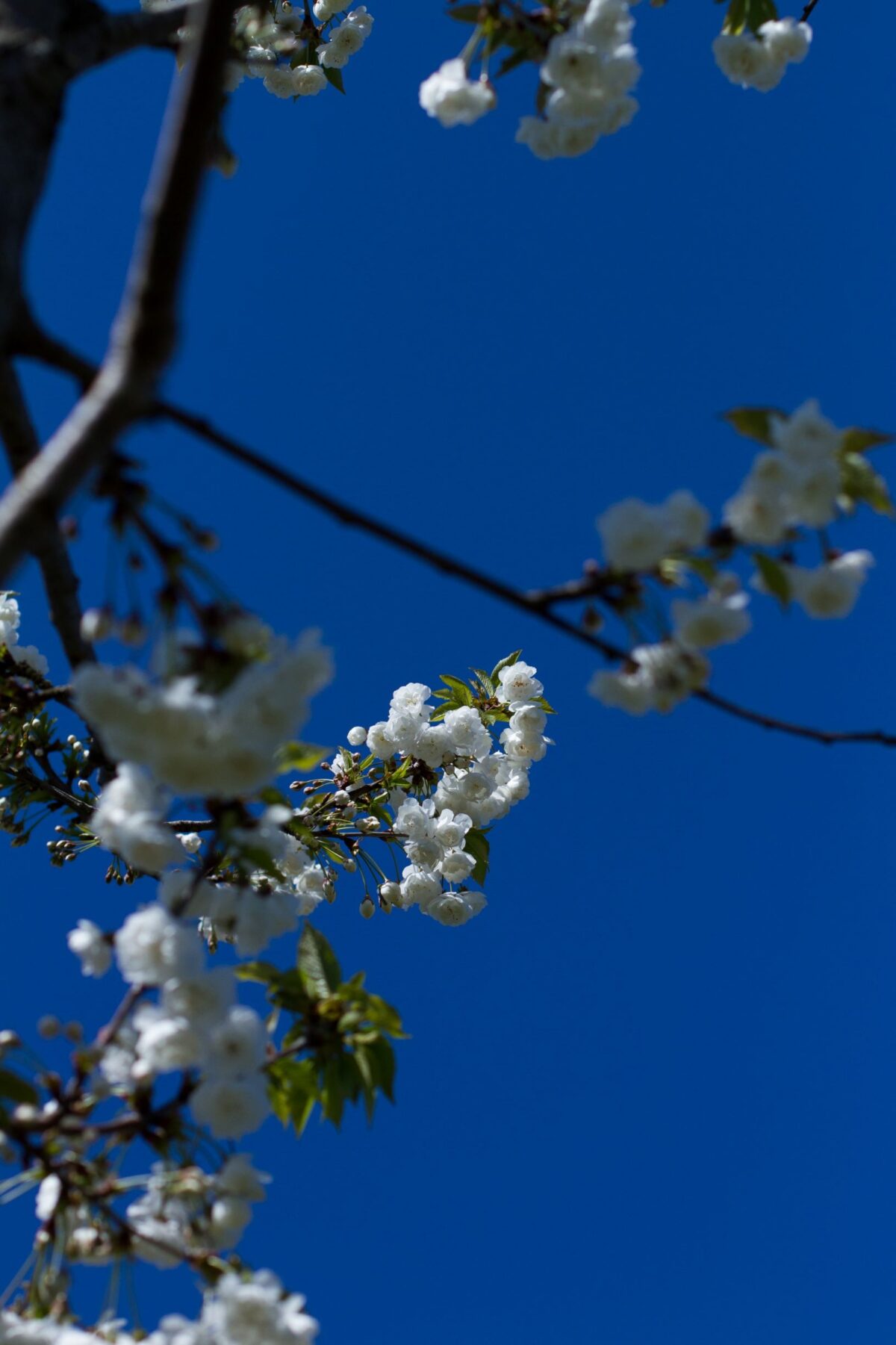 Volwassen Sierkers 'Plena' | Hoogstam