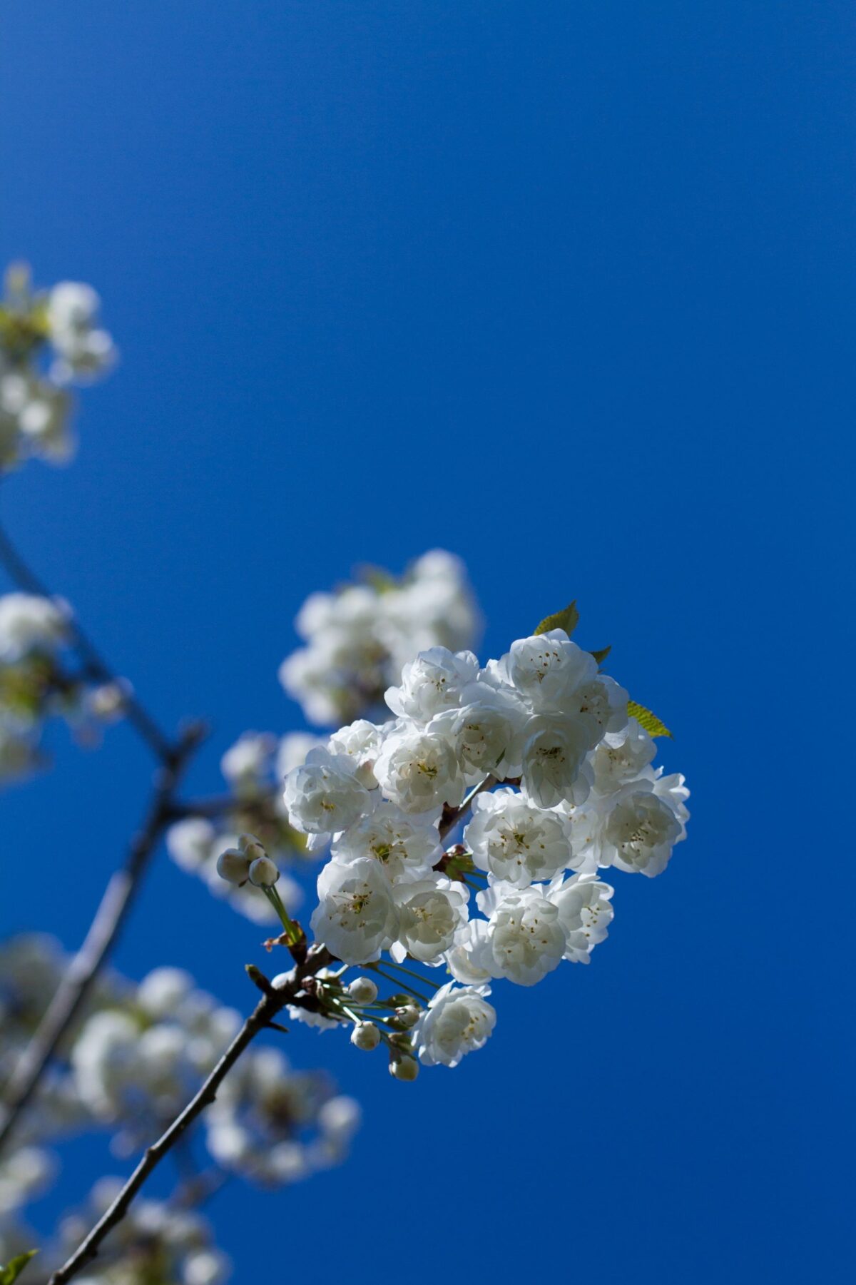 Jonge Sierkers 'Plena' | Hoogstam
