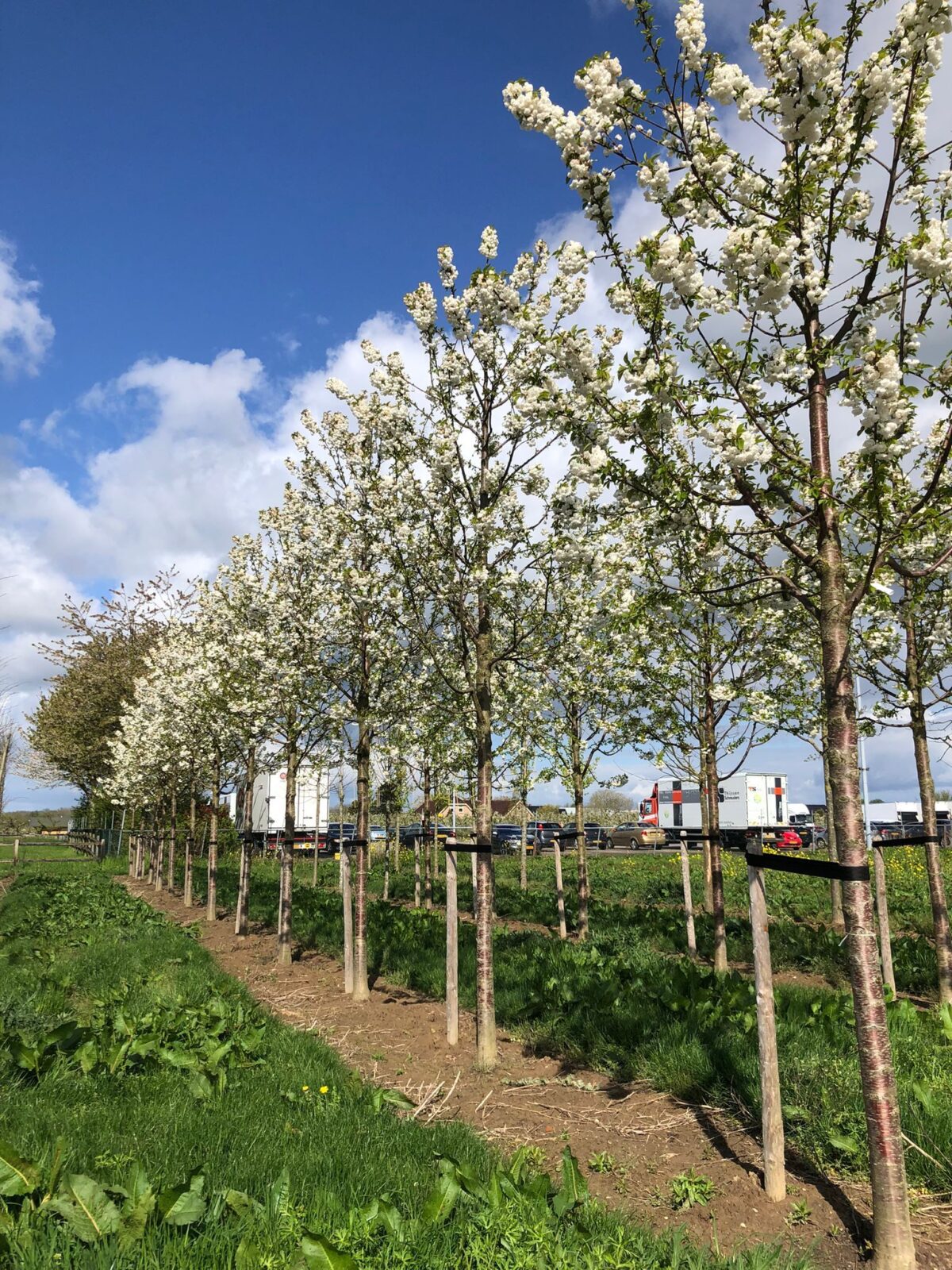 Volwassen Sierkers 'Plena' | Hoogstam