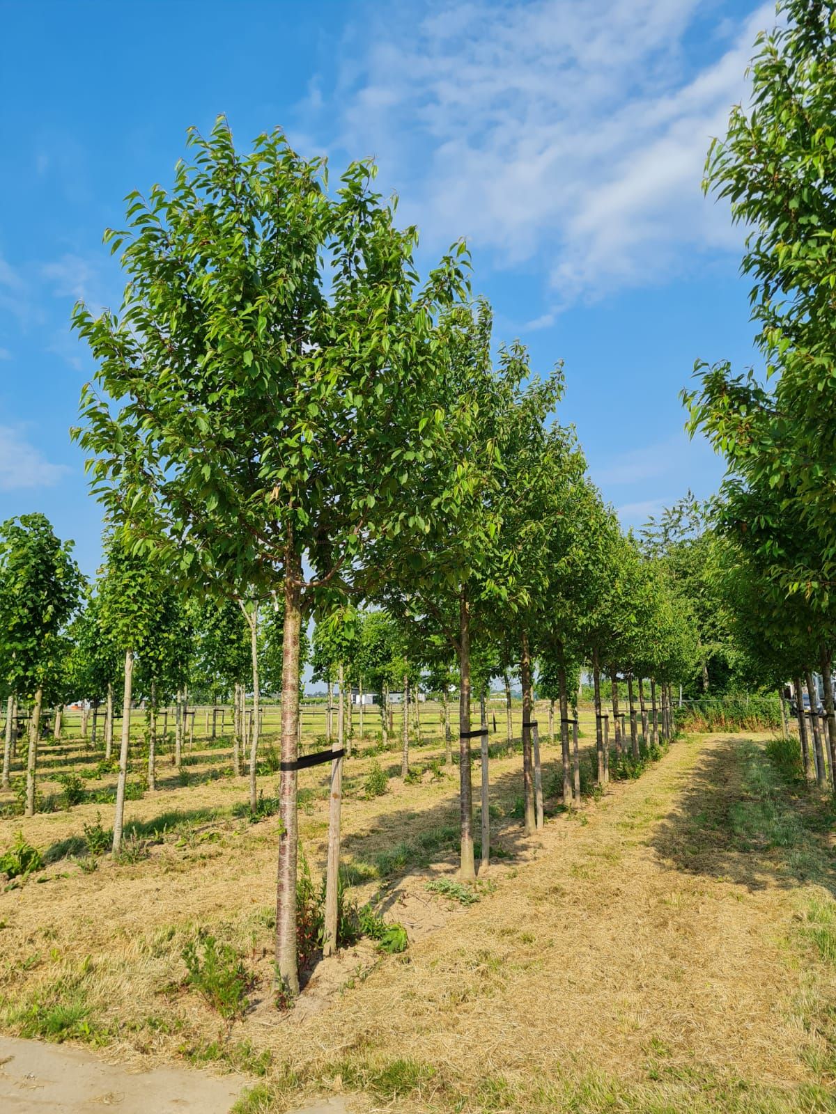 Volwassen Sierkers 'Plena' | Hoogstam