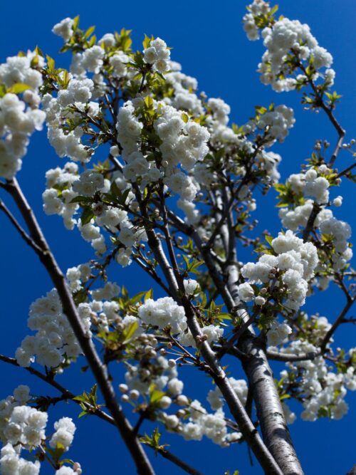 Sierkers 'Plena' | Hoogstam