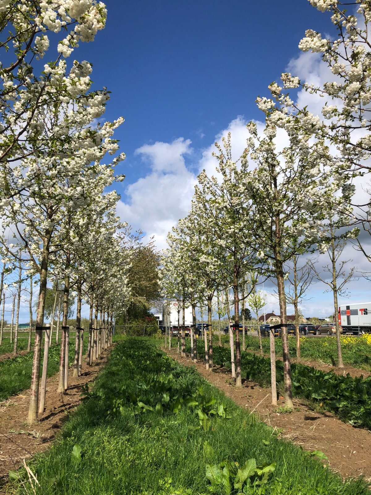 Jonge Sierkers 'Plena' | Hoogstam